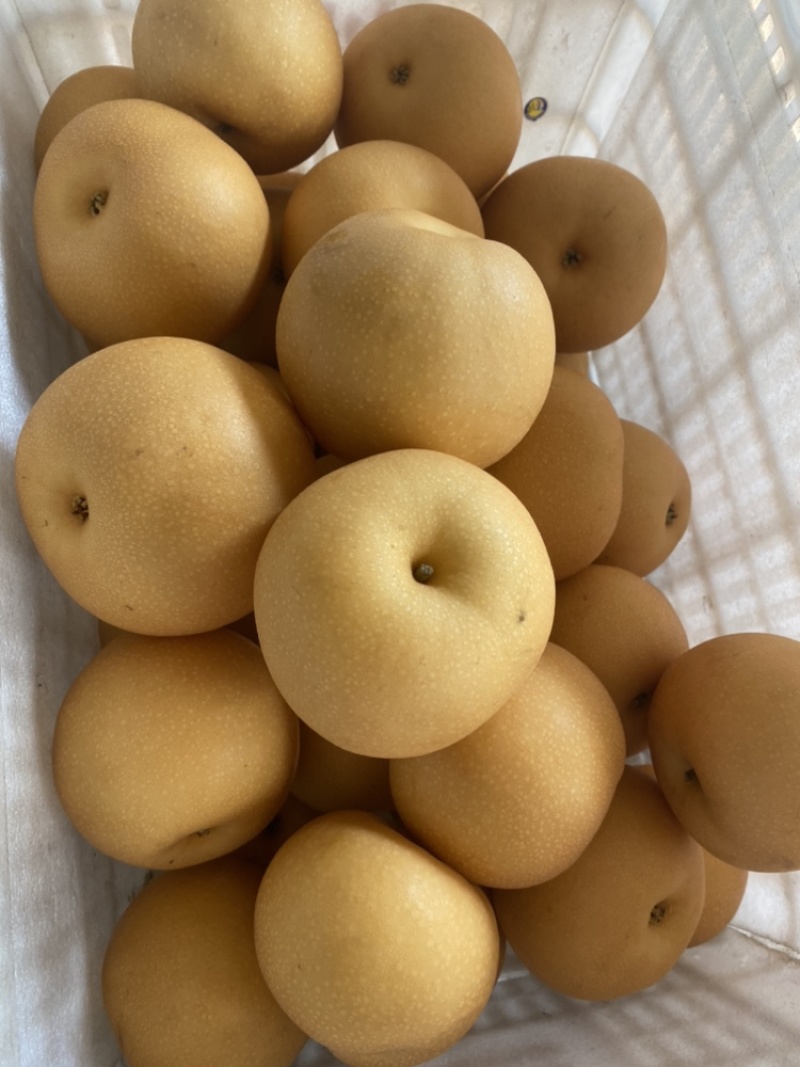 特级秋月梨、丰水梨，精品包装，量大从优