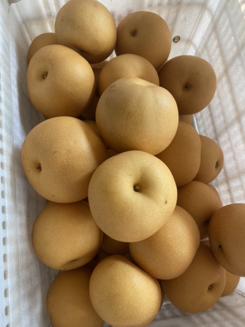 特级秋月梨、丰水梨，精品包装，量大从优