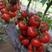 大红西红柿苗精品迪雅2号高抗病毒耐热耐裂产量高