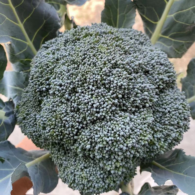 （西兰花）产地大量供应支持视频看货欢迎咨询订购