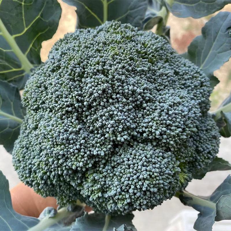 （西兰花）产地大量供应支持视频看货欢迎咨询订购