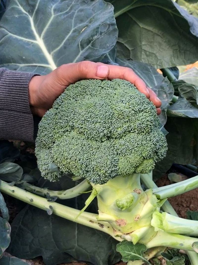 （西兰花）产地大量供应支持视频看货欢迎咨询订购