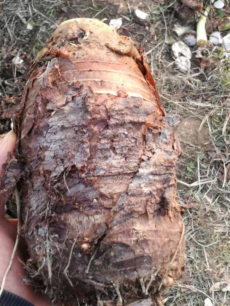 广西香芋正宗荔浦芋头个头大口感非常粉糯欢迎订购