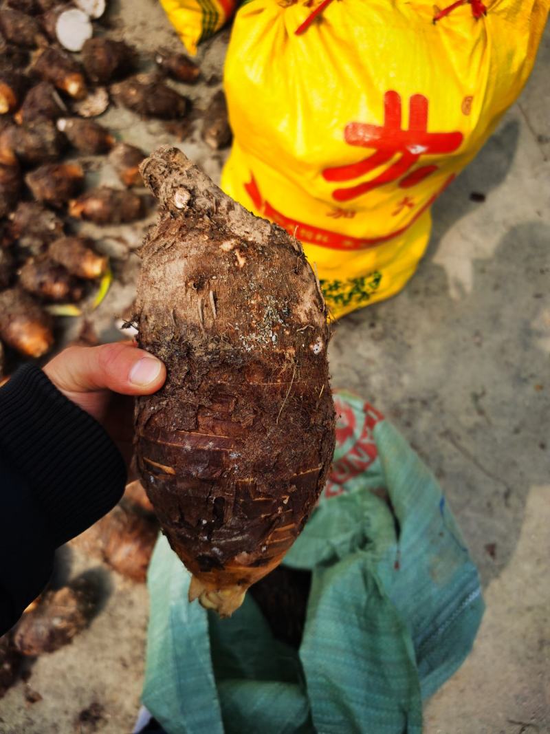 广西香芋正宗荔浦芋头个头大口感非常粉糯欢迎订购