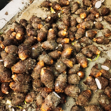 广西香芋正宗荔浦芋头个头大口感非常粉糯欢迎订购
