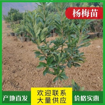 精品杨梅苗台梅王子安海，乌梅(荸荠）东魁杨梅，规格齐全