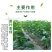 绿叶久久植物叶面肥花卉蔬菜绿植黄叶变绿速效绿叶预防黄叶
