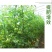 绿叶久久植物叶面肥花卉蔬菜绿植黄叶变绿速效绿叶预防黄叶