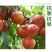 绿叶久久植物叶面肥花卉蔬菜绿植黄叶变绿速效绿叶预防黄叶