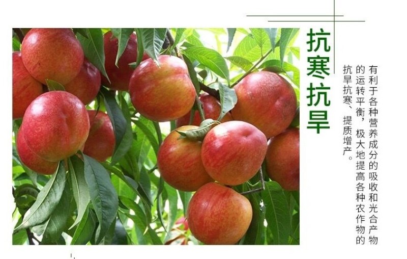 绿叶久久植物叶面肥花卉蔬菜绿植黄叶变绿速效绿叶预防黄叶