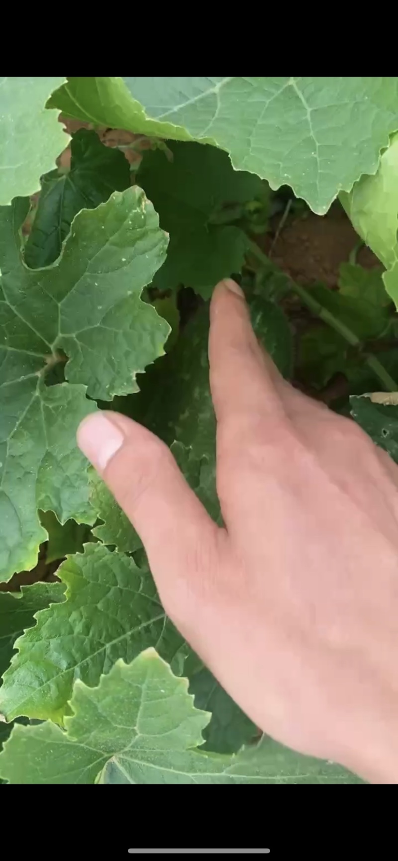 广西北海新苗毛节瓜，瓜型漂亮，皮薄肉嫩，产地直发