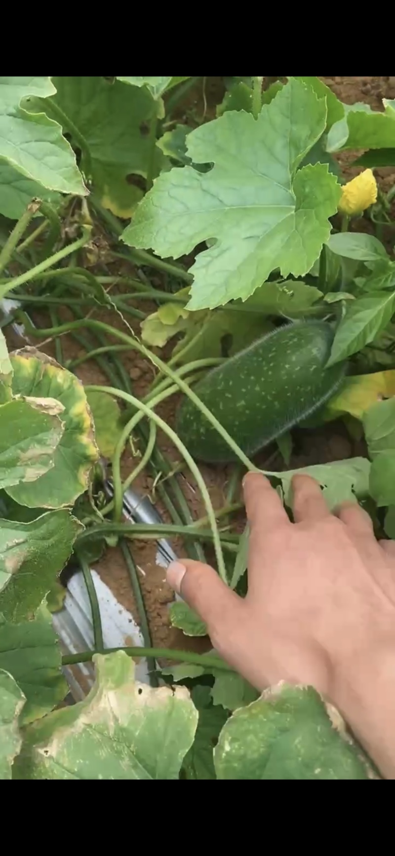 广西北海新苗毛节瓜，瓜型漂亮，皮薄肉嫩，产地直发