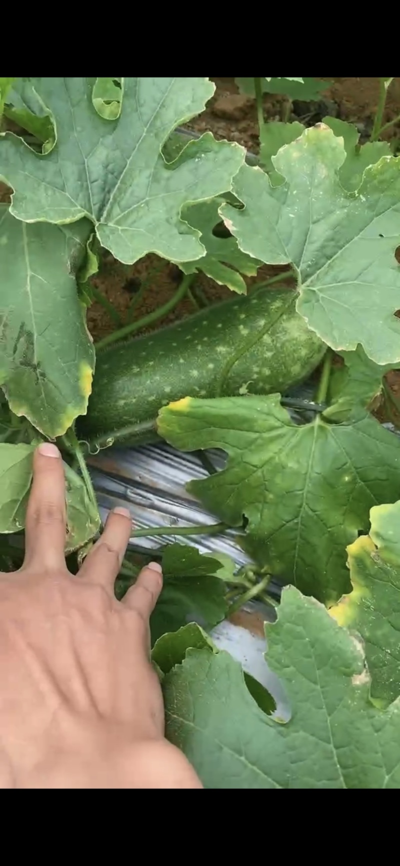 广西北海新苗毛节瓜，瓜型漂亮，皮薄肉嫩，产地直发