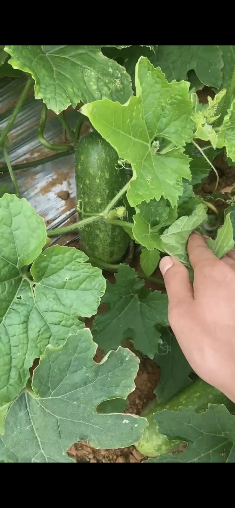 广西北海新苗毛节瓜，瓜型漂亮，皮薄肉嫩，产地直发