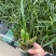绿植花卉咖啡兰