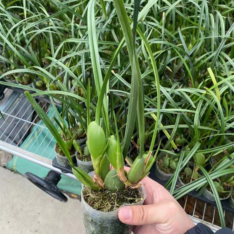 绿植花卉咖啡兰