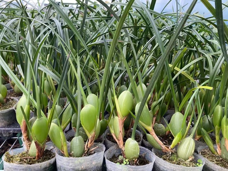 绿植花卉咖啡兰