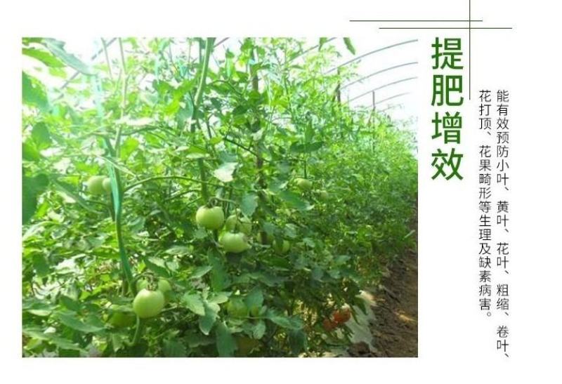 绿叶先锋一喷绿黄叶变绿叶绿素花卉蔬菜植物绿叶叶面肥