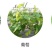绿叶先锋一喷绿黄叶变绿叶绿素花卉蔬菜植物绿叶叶面肥