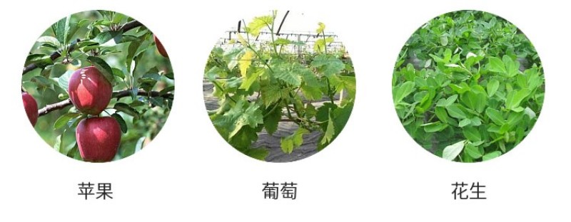 绿叶先锋一喷绿黄叶变绿叶绿素花卉蔬菜植物绿叶叶面肥
