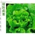 绿叶先锋一喷绿黄叶变绿叶绿素花卉蔬菜植物绿叶叶面肥