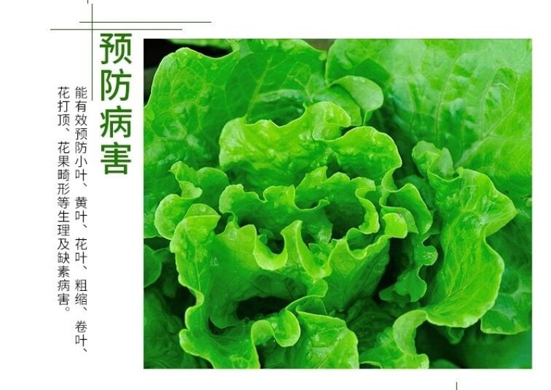 绿叶先锋一喷绿黄叶变绿叶绿素花卉蔬菜植物绿叶叶面肥