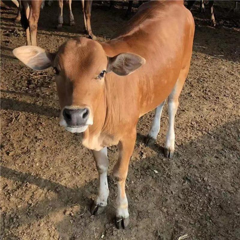 黄牛犊改良黄牛鲁西黄牛犊小牛肉牛犊西门塔尔牛花牛犊