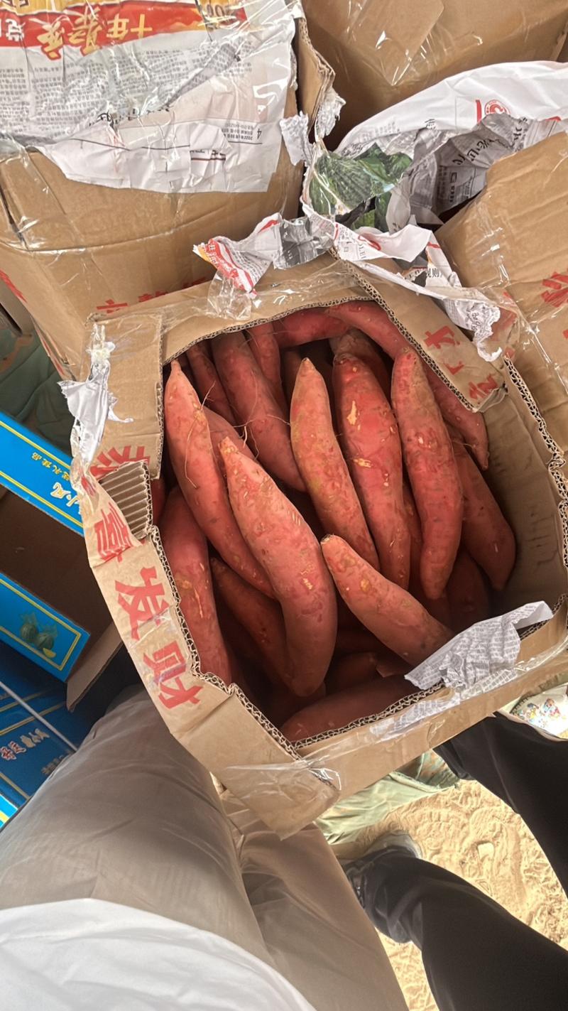 广东汕尾陆丰市西瓜红红薯软糯香甜，产地发货，可对接电商