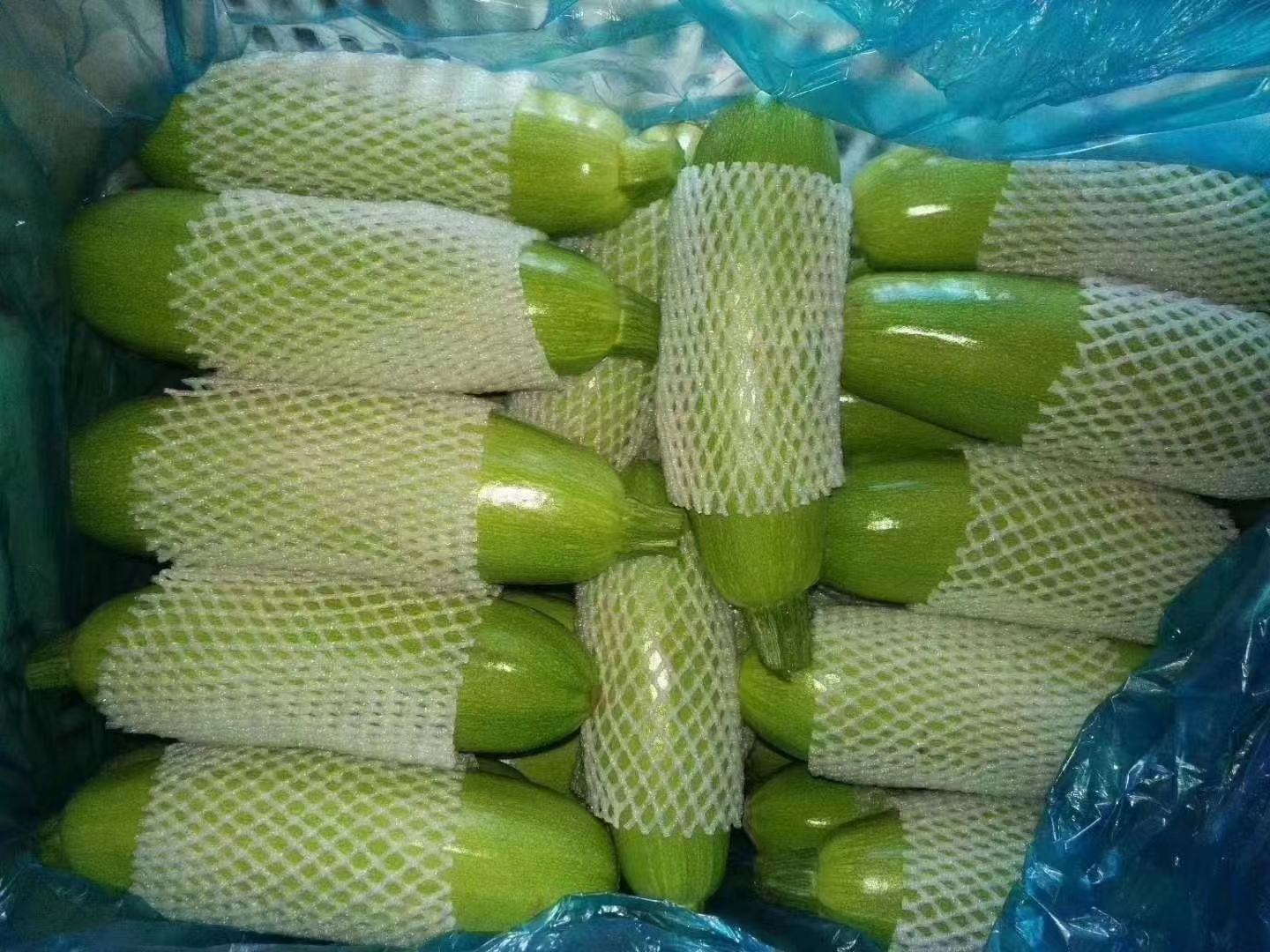 西葫芦的植物形态