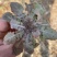 沂蒙山野生苦菜