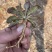 沂蒙山野生苦菜