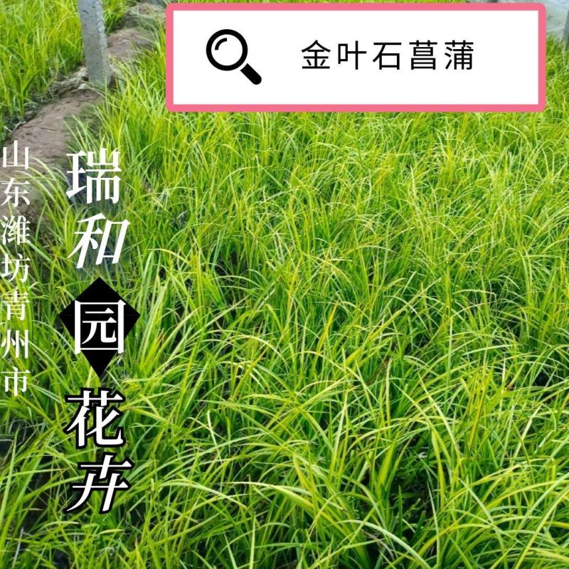 金叶石菖蒲，石菖蒲，金线石菖蒲宿根草欢迎订购