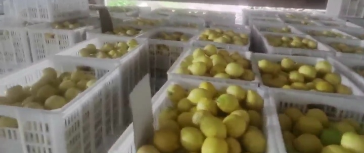 农民在果园中采摘柠檬,并在包装车间进行分拣和装箱,体现从采摘到包装的全过程,展示专业与高效 安岳柠檬采摘与包装现场