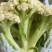 山东郯城县菜花，松花菜大量上市了，产地一手货，货源充足