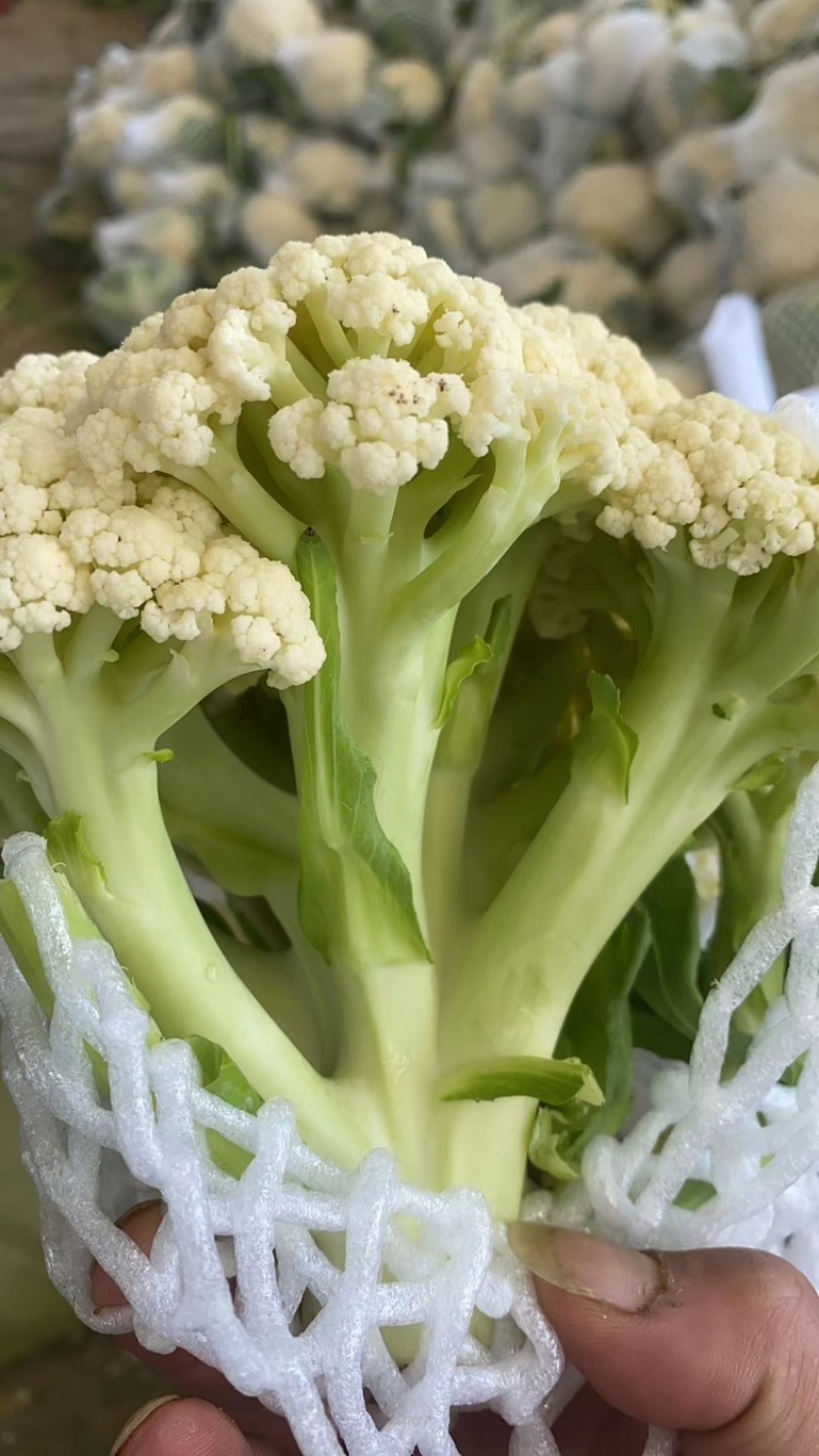山东郯城县菜花，松花菜大量上市了，产地一手货，货源充足