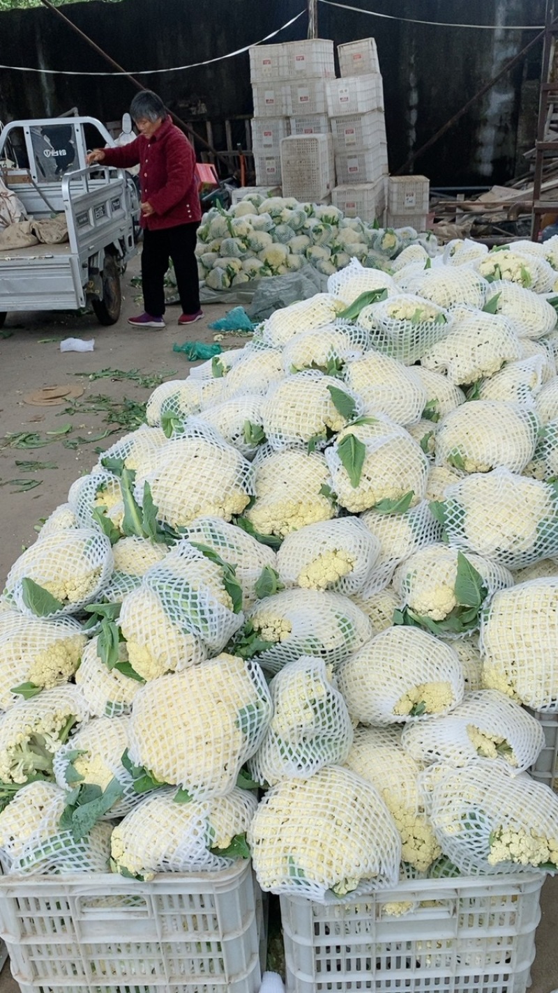 山东郯城县菜花，松花菜大量上市了，产地一手货，货源充足