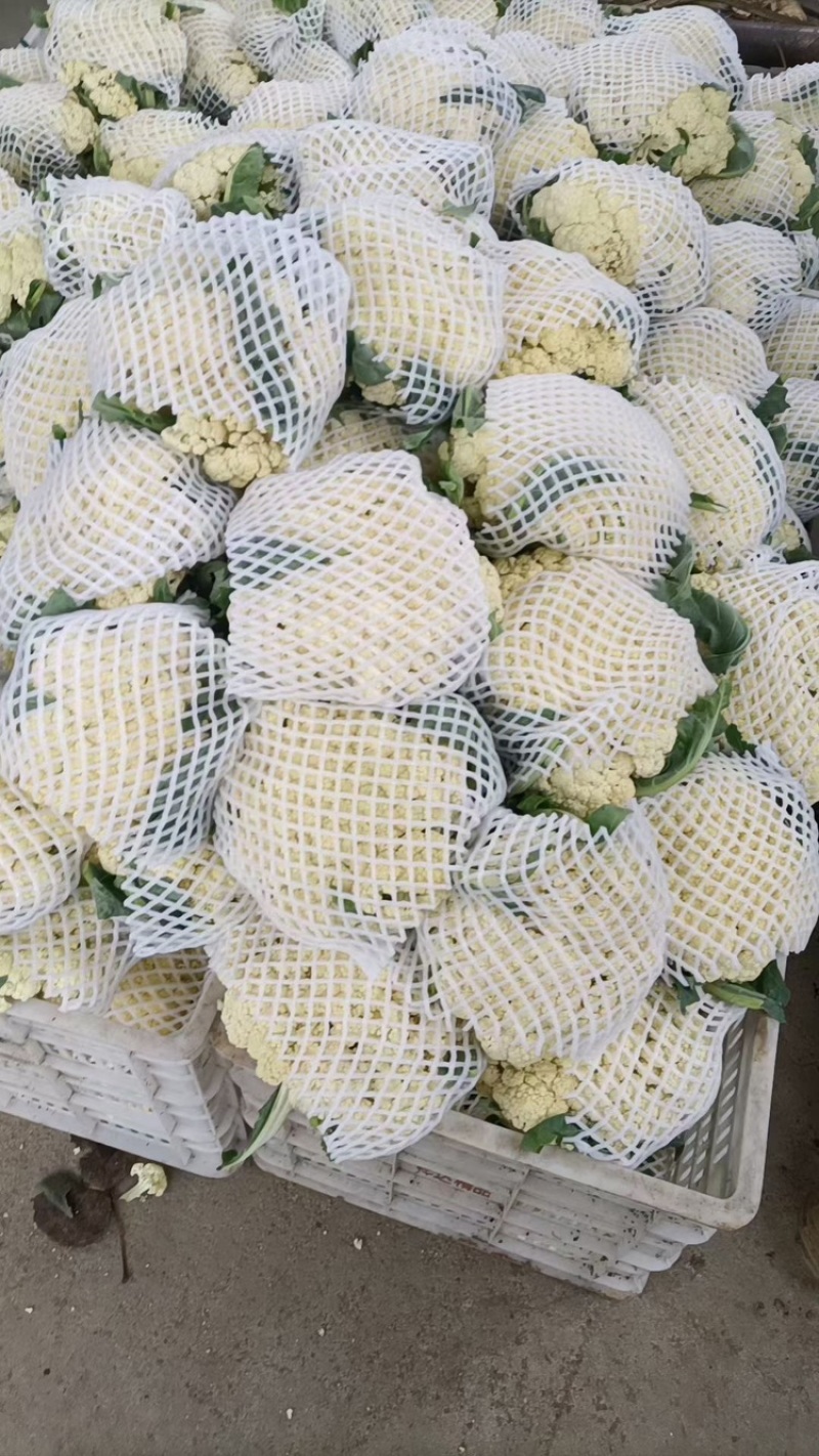 山东郯城县菜花，松花菜大量上市了，产地一手货，货源充足