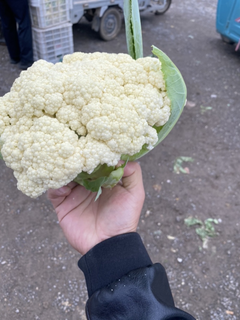 山东郯城县菜花，松花菜大量上市了，产地一手货，货源充足