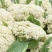 山东郯城县菜花，松花菜大量上市了，产地一手货，货源充足