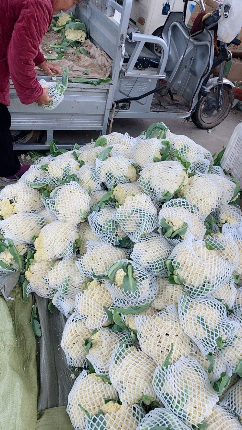山东郯城县菜花，松花菜大量上市了，产地一手货，货源充足