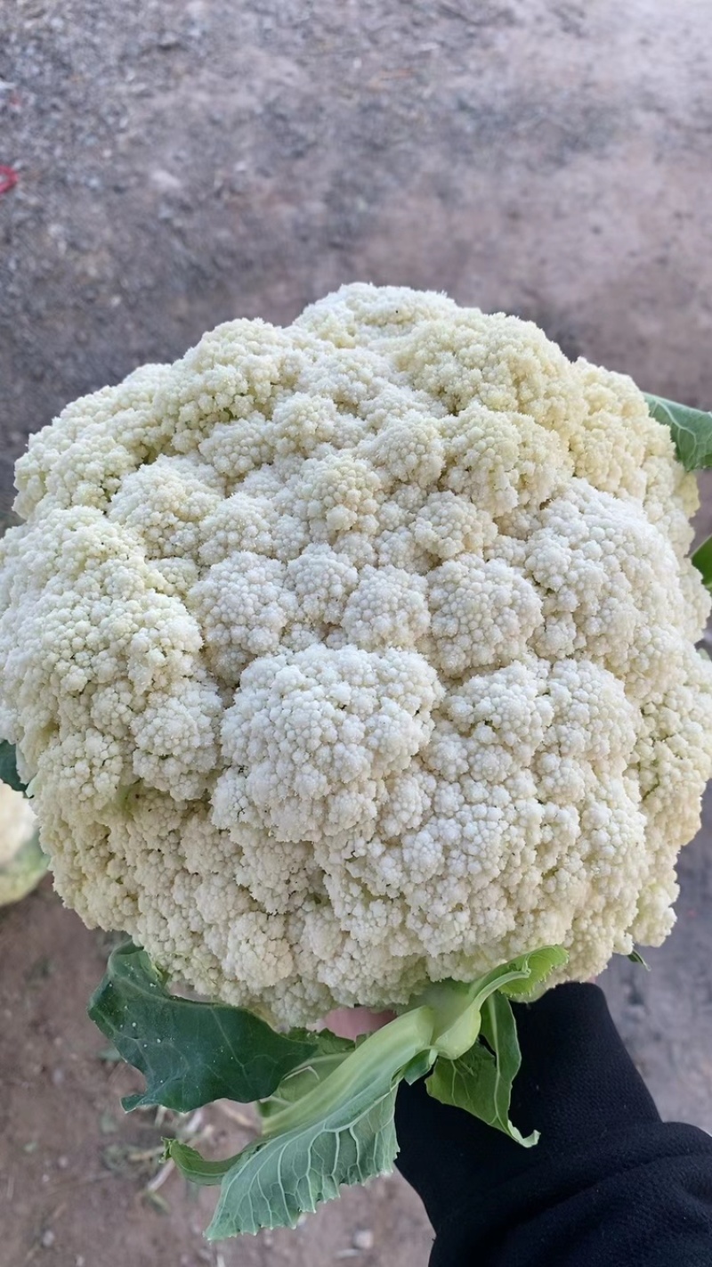 山东郯城县菜花，松花菜大量上市了，产地一手货，货源充足