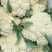 山东郯城县菜花，松花菜大量上市了，产地一手货，货源充足