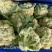 山东郯城县菜花，松花菜大量上市了，产地一手货，货源充足