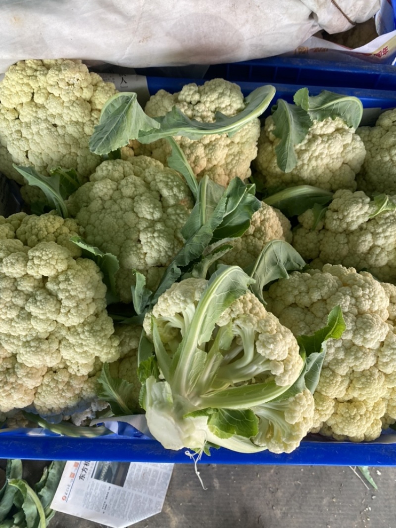 山东郯城县菜花，松花菜大量上市了，产地一手货，货源充足