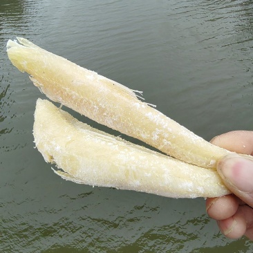 特大黄骨鱼干淡香微咸海鱼黄鱼干货