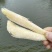 特大黄骨鱼干淡香微咸海鱼黄鱼干货