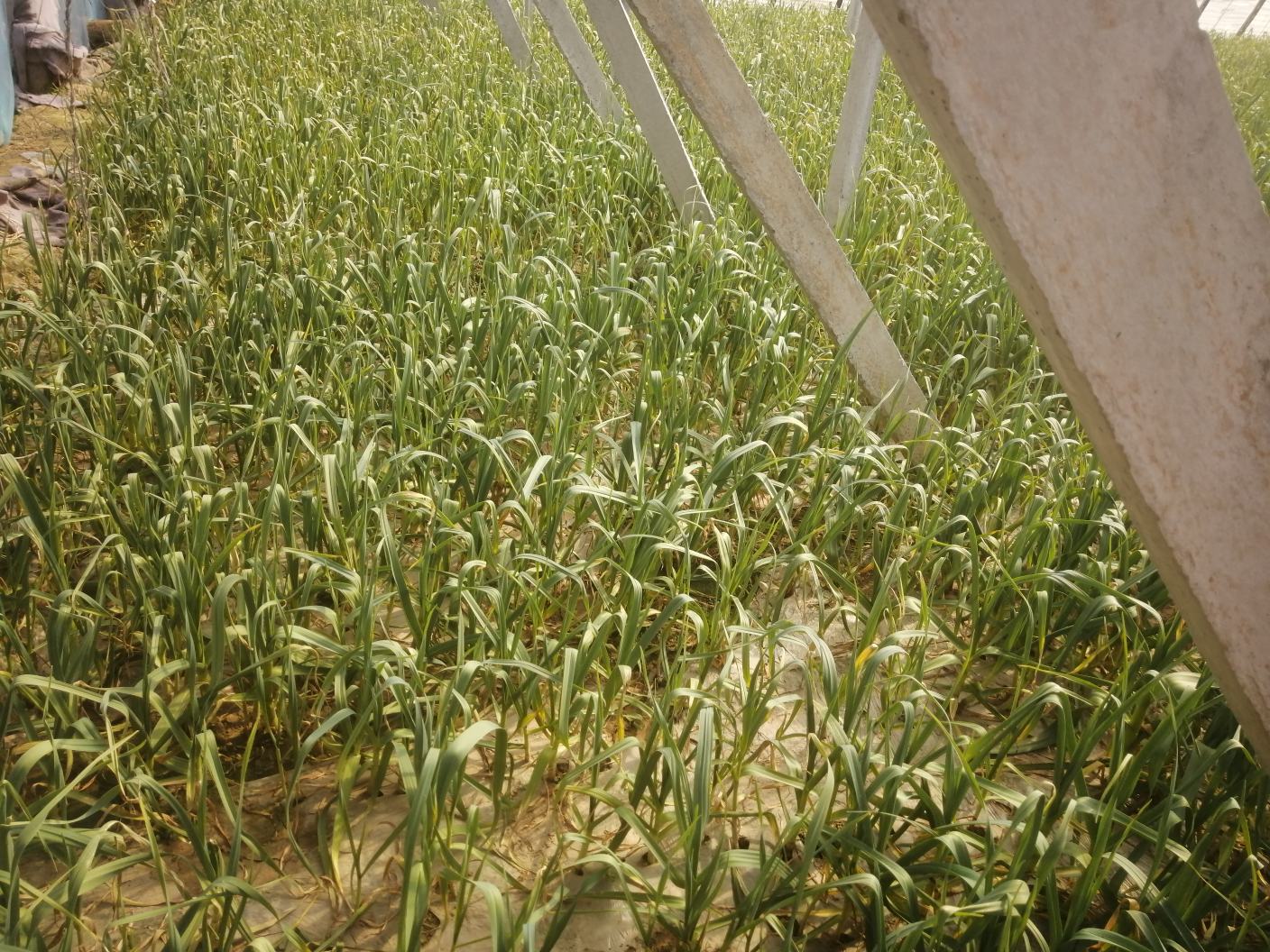 红菜苔在塑料大棚内生长情况,展示其在人工保温下的生长状态 红菜苔在塑料大棚内生长情况