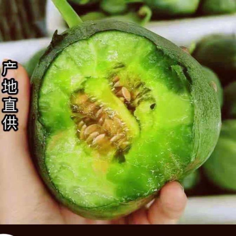 辽宁绿宝甜瓜产地大量供应对接批发市场商超电商团购