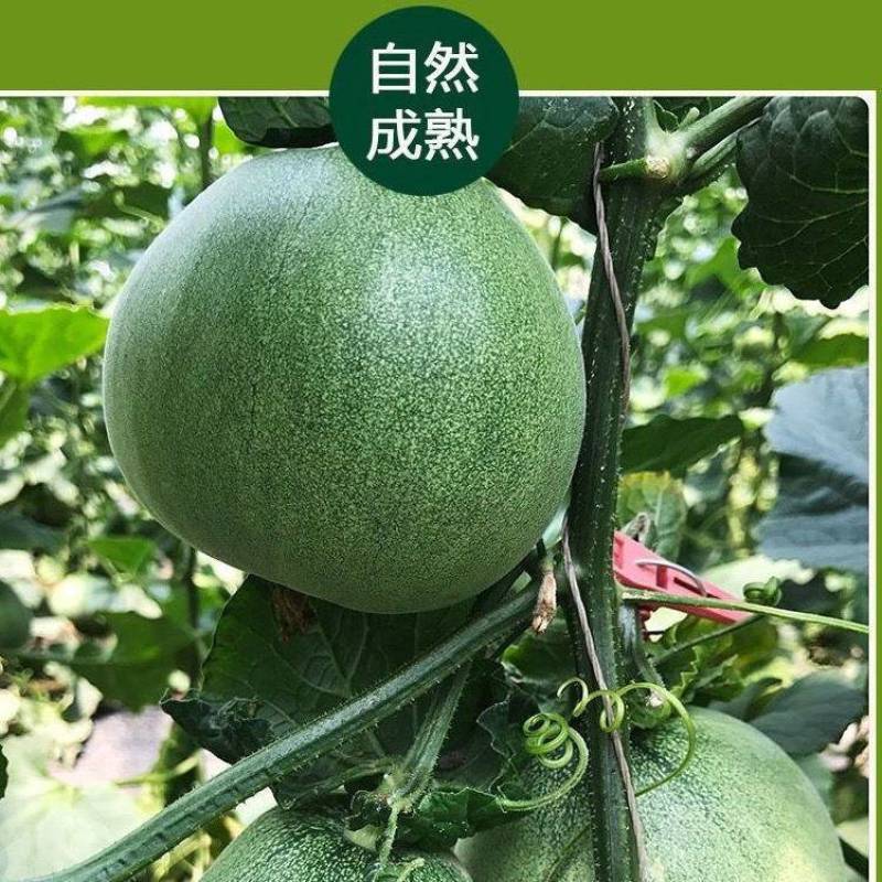 辽宁绿宝甜瓜产地大量供应对接批发市场商超电商团购