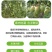 芒果拉长丰满素芒果叶面肥催芽增甜保花保果防裂膨大素